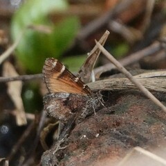 Epirrhoe plebeculata