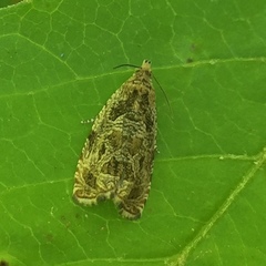 Olethreutes furfuranum