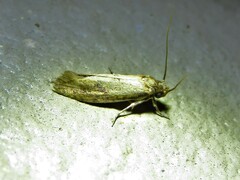 Cephitinea obscurostrigella