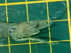 Macrobrachium nipponense