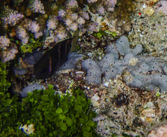 Plectroglyphidodon phoenixensis