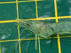 Macrobrachium nipponense