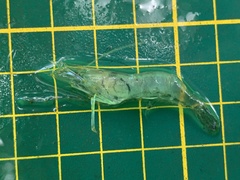 Macrobrachium nipponense