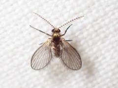Trichomyia nuda