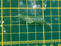 Macrobrachium nipponense