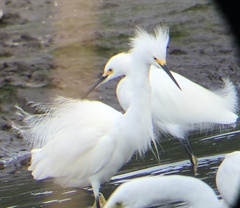 Egretta thula image