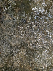 Macrobrachium nipponense