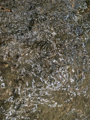 Macrobrachium nipponense