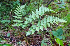 Dryopteris cristata