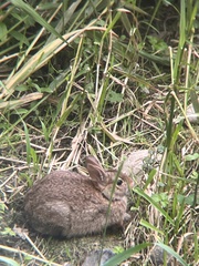 Sylvilagus floridanus