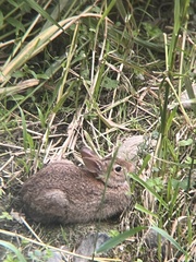 Sylvilagus floridanus