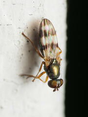 Chaetopsis fulvifrons