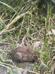Sylvilagus floridanus