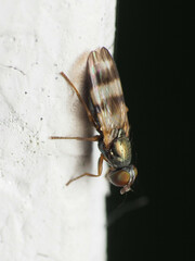 Chaetopsis fulvifrons
