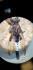 Efferia nemoralis