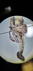 Efferia nemoralis