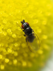 Paramyia