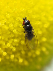 Paramyia