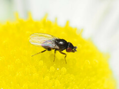 Paramyia