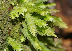 Cyathophorum bulbosum