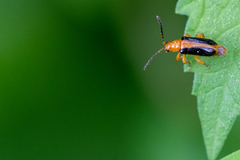 Phyllobrotica
