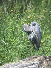 Ardea herodias