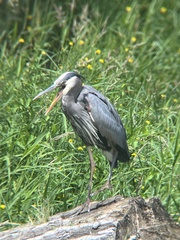 Ardea herodias