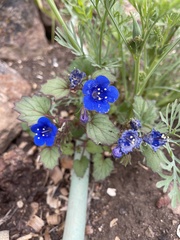 Phacelia parryi