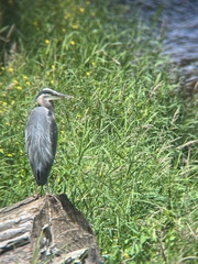 Ardea herodias