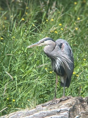 Ardea herodias
