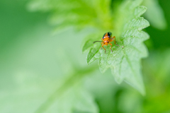 Phyllobrotica
