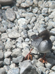 Mergus merganser americanus