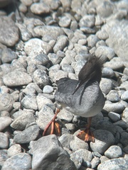 Mergus merganser americanus