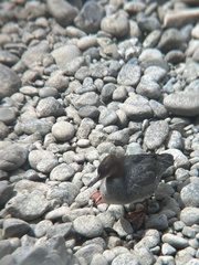 Mergus merganser americanus