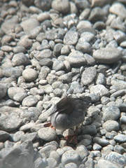 Mergus merganser americanus