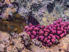 Plectroglyphidodon phoenixensis