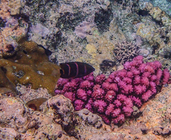 Plectroglyphidodon phoenixensis