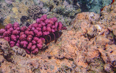 Plectroglyphidodon phoenixensis