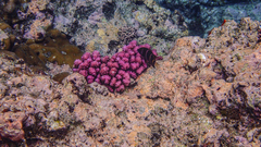 Plectroglyphidodon phoenixensis