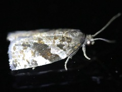 Archips mortuana