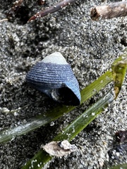 Micrelenchus huttonii