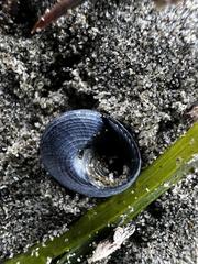 Micrelenchus huttonii