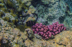 Plectroglyphidodon phoenixensis