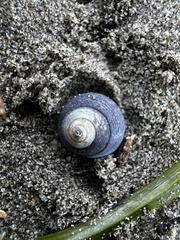 Micrelenchus huttonii