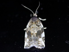 Archips mortuana