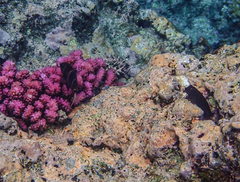 Plectroglyphidodon phoenixensis