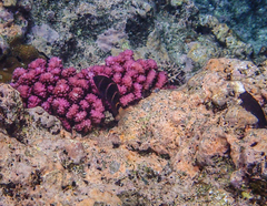 Plectroglyphidodon phoenixensis