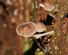 Mycena subgalericulata