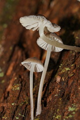 Mycena subgalericulata