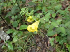 Aureolaria virginica